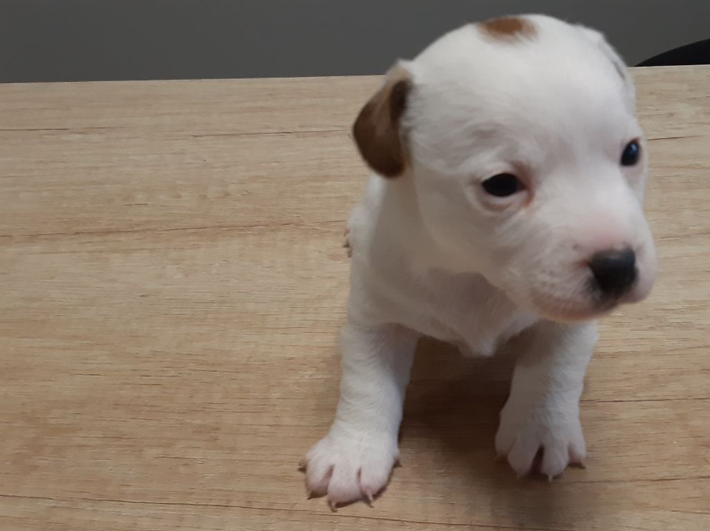Du Clos D'Allinge - Chiots disponibles - Jack Russell Terrier