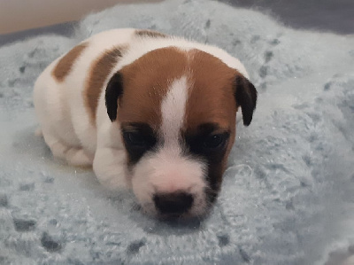 CHIOT