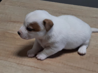 CHIOT