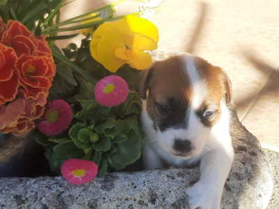 BELLE CHIPIE