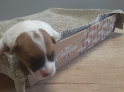 CHIOT 1