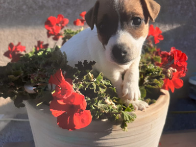 BELLA