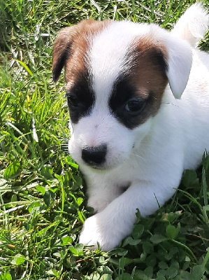 ABBIE