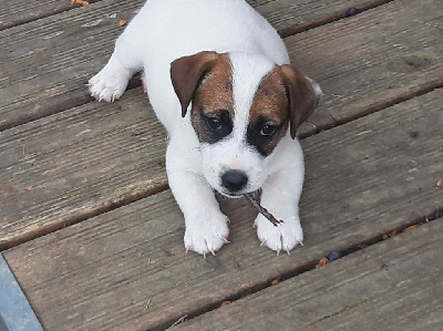 CHIOT