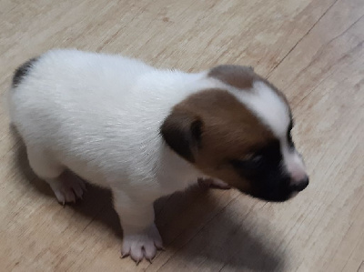 CHIOT