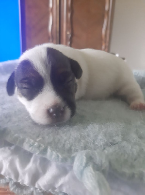 CHIOT