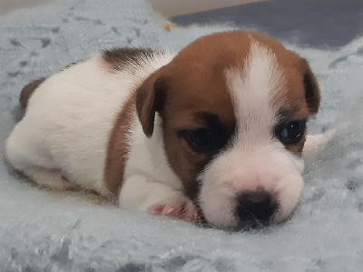 CHIOT