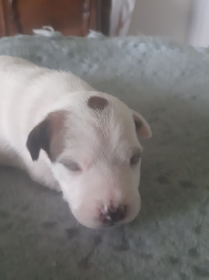 CHIOT