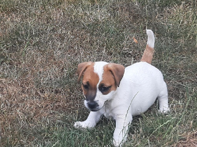 CHIOT