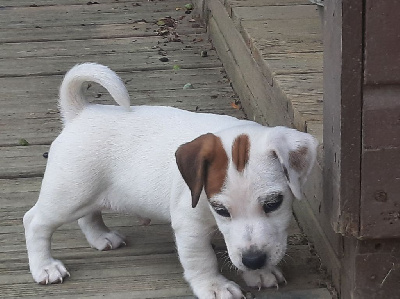 CHIOT