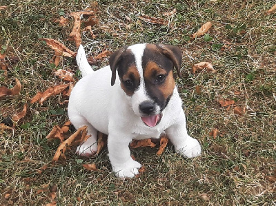 CHIOT