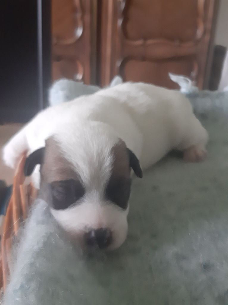 Du Clos D'Allinge - Chiots disponibles - Jack Russell Terrier
