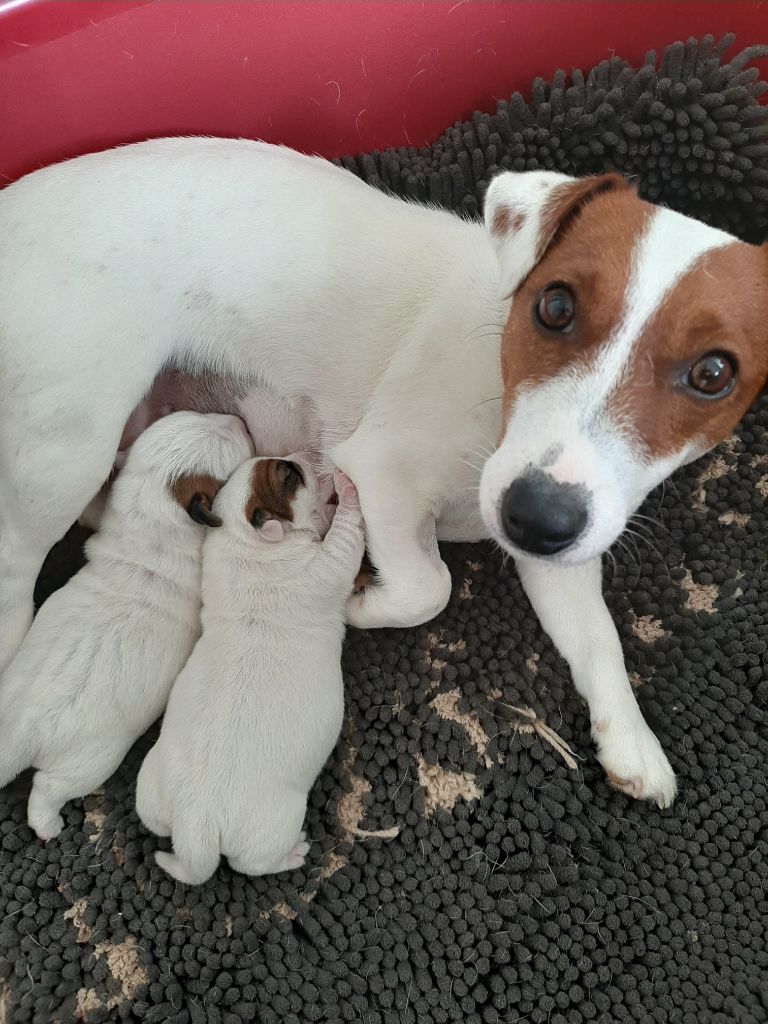 Du Clos D'Allinge - Jack Russell Terrier - Portée née le 15/02/2021